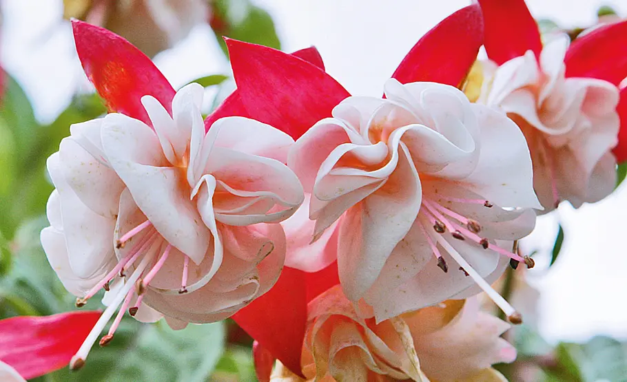 Farbenfrohe Fuchsien: Pflege und Vermehrung