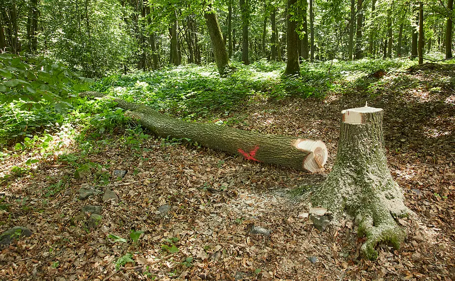 Baum fällen
