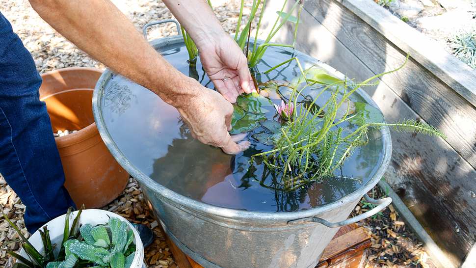 Mini-Teich in der Zinkwanne - Foto: Hersteller / Kärcher