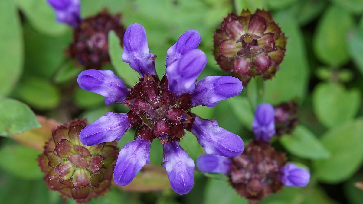 Violette Blüten der großblütigen Braunelle