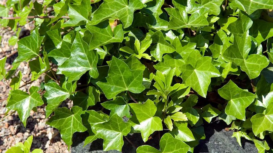 Efeu Hedera