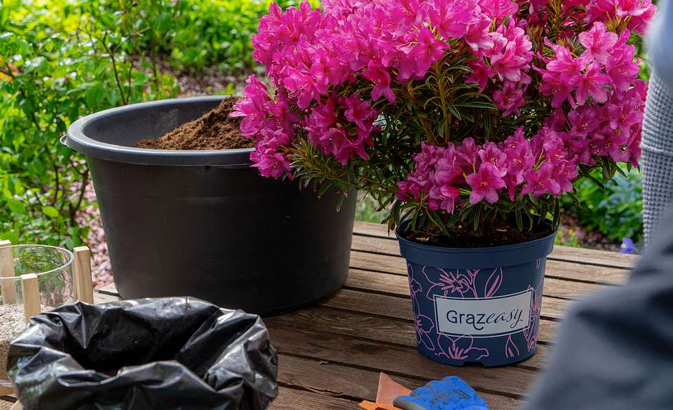Rhododendron pflanzen | Selbst