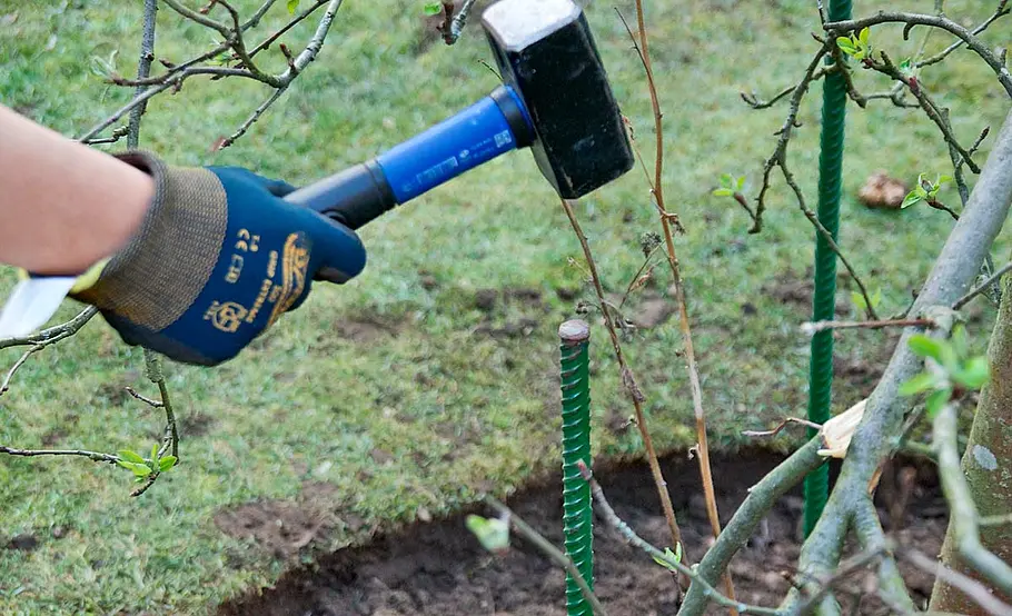 Obstbaum versetzen