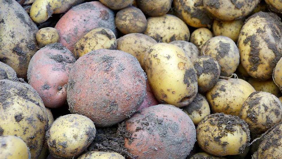 Kartoffel: Aussaat und Ernte - Foto: sidm / GB, Hersteller / Neudorff