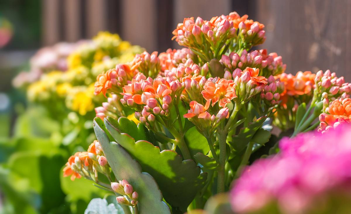 Kalanchoe: Flammendes Käthchen