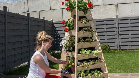 Erdbeerpyramide - Foto: sidm / KEH