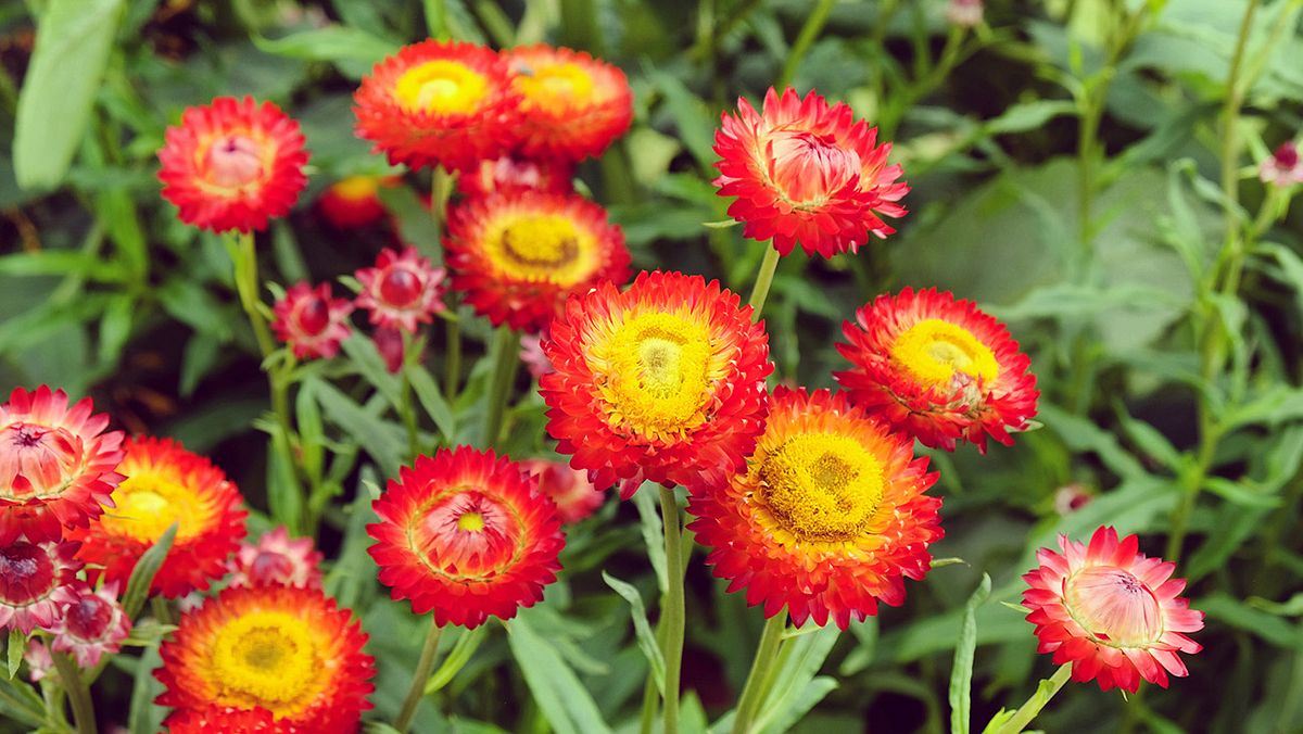 Gelb-rote Garten-Strohblume