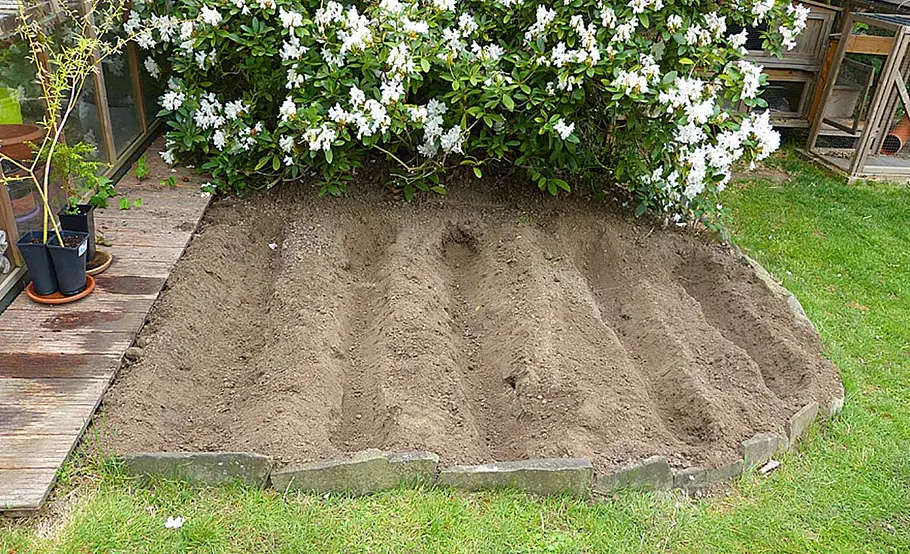 Kartoffeln anbauen