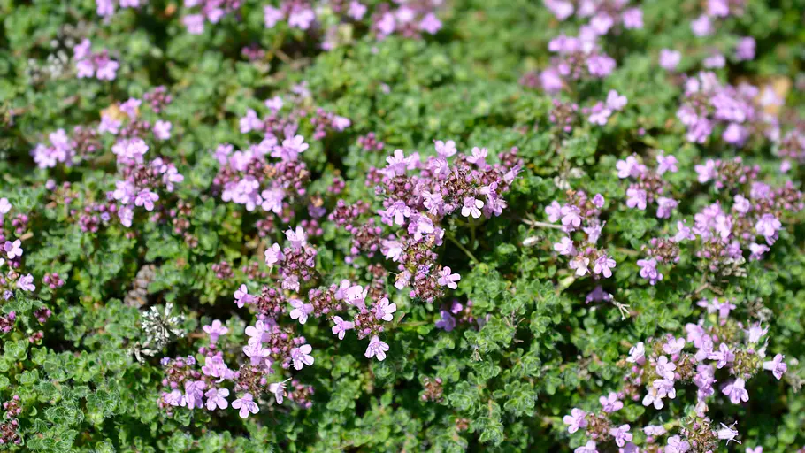 Kriechender Thymian
