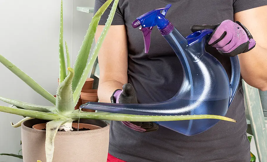 Aloe Vera umtopfen