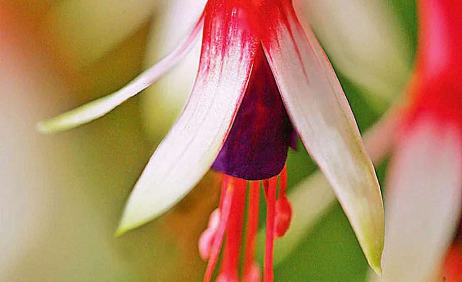 Farbenfrohe Fuchsien: Pflege und Vermehrung