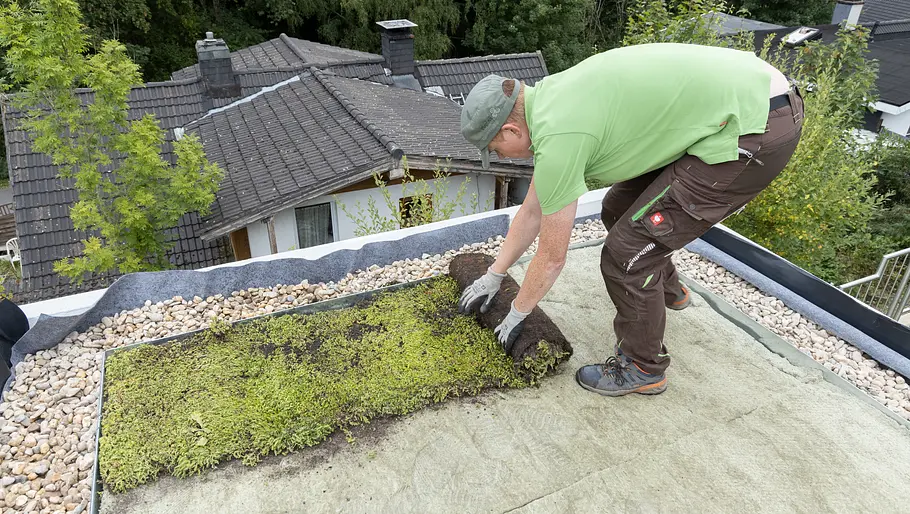Rollen Sie sie vorsichtig quer zur Hauptrichtung der Wachstumsmatten aus.