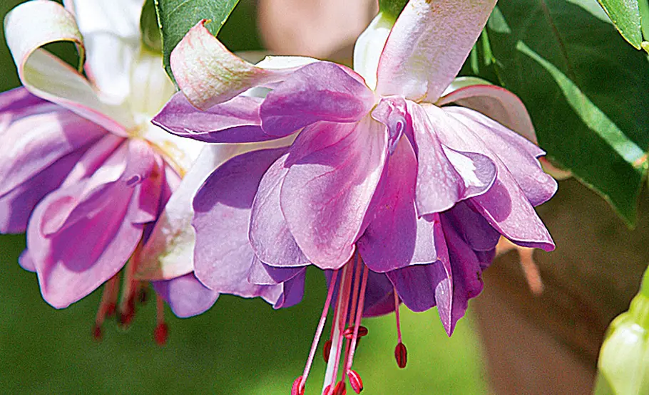 Farbenfrohe Fuchsien: Pflege und Vermehrung