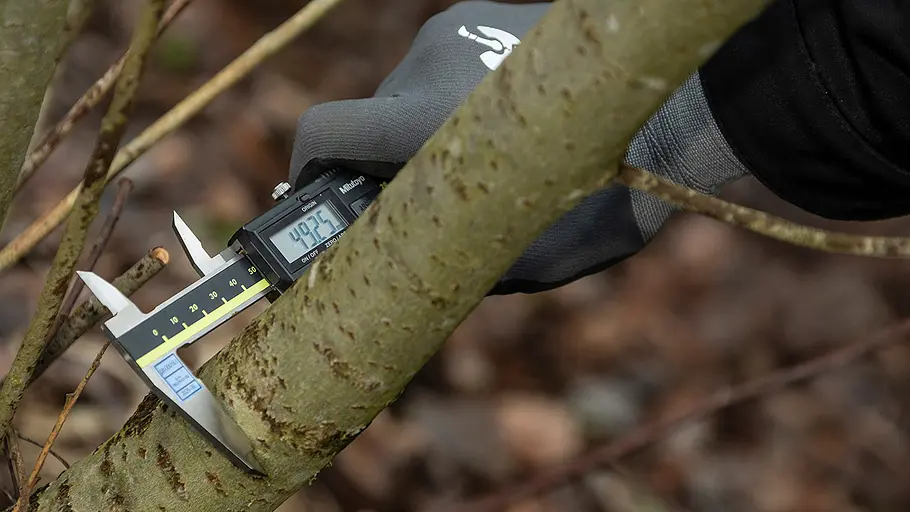 Astscheren-Test Baumdurchmesser Mit einem digitalen Messschieber wird der Durchmesser eines Astes im Freien von einer Person mit Handschuh gemessen.