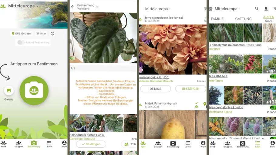 Screenshots aus der Pflanzen-App PlantNet