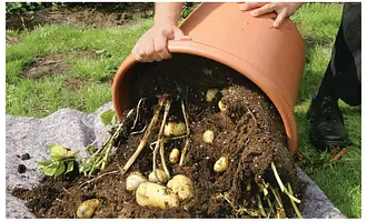 Kartoffeln im Kbel pflanzen: Reiche Ernte auf kleinstem Raum | Selbst