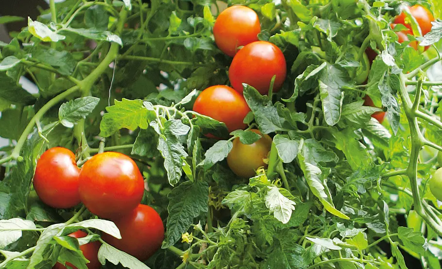 Tomaten ziehen