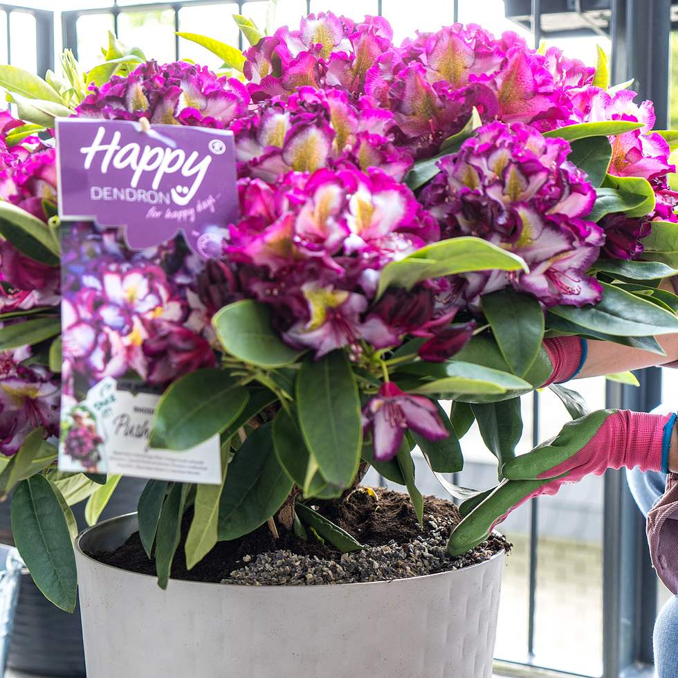 Rhododendron im Kbel | Selbst