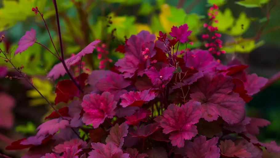 Purpurglöckchen Heuchera