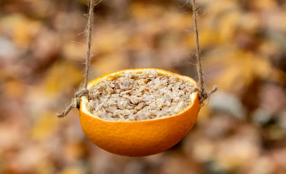 Vogelfutter in Orangenschale