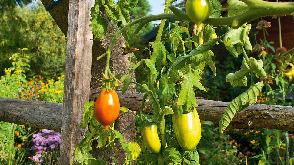 Tomaten im Topf pflanzen - Foto: sidm/KEH, Fotolia