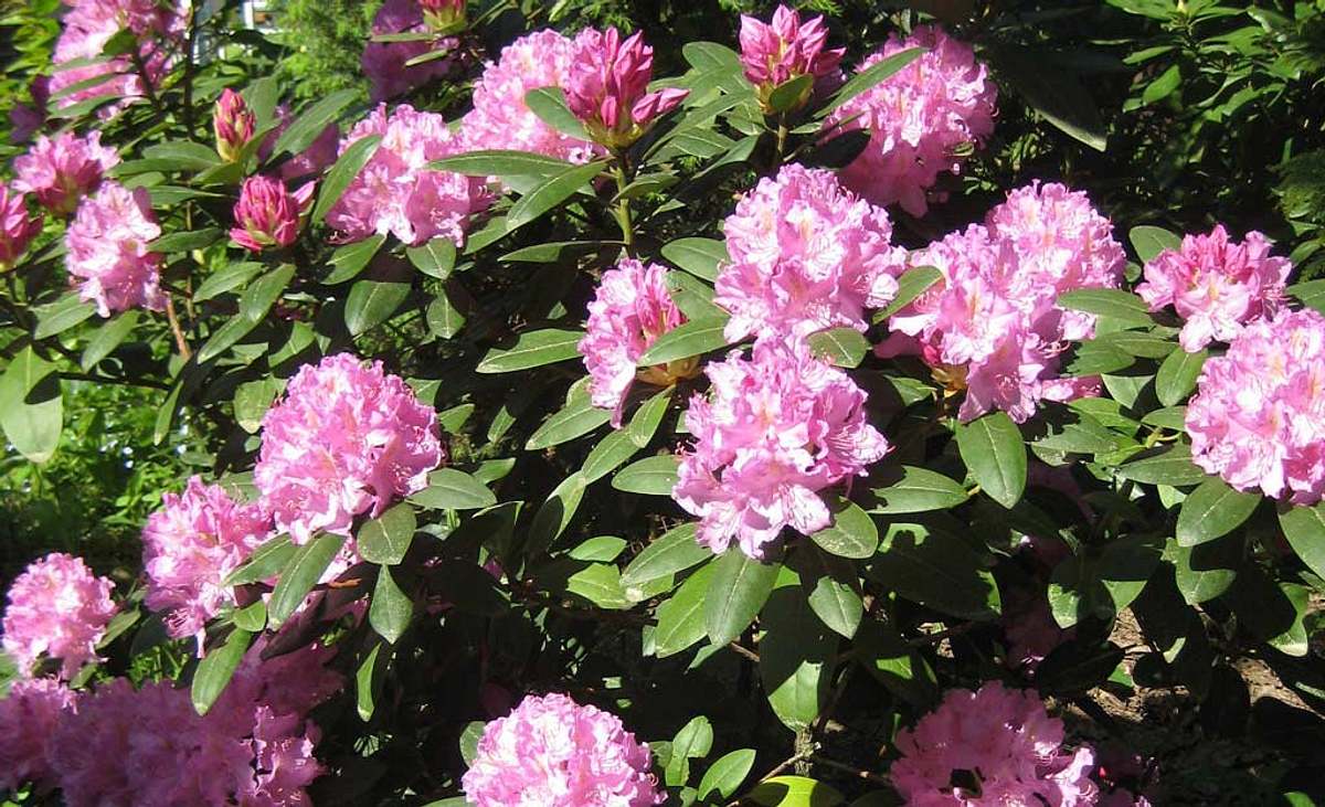 Rosa Rhododendronbusch