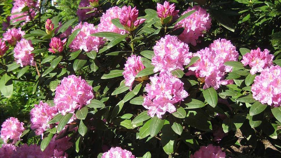 Rosa Rhododendronbusch - Foto: Irene Lehmann / pixelio.de