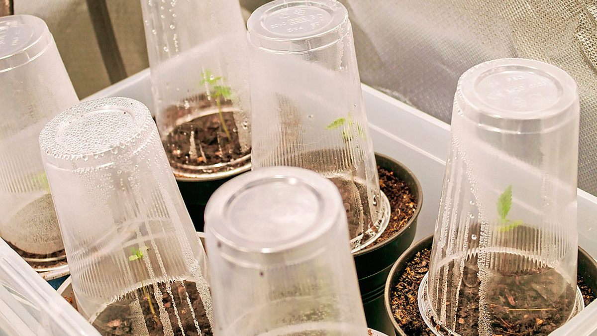Mehrere eingepflanzte Cannabis-Keimlinge sind mit Plastikbechern abgedeckt.