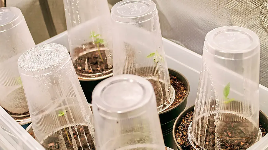 Cannabis-Anbau: Abgedeckte Pflanzen Mehrere eingepflanzte Cannabis-Keimlinge sind mit Plastikbechern abgedeckt.