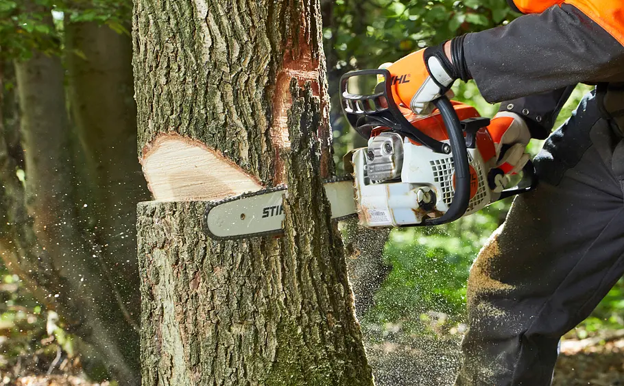 Fällkerb und Halteband