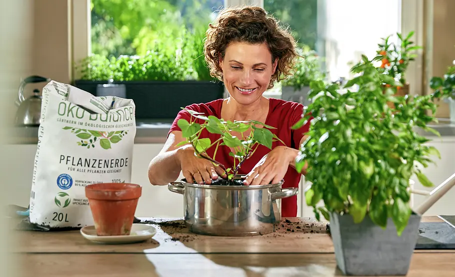 Regrow: Süßkartoffeln vermehren
