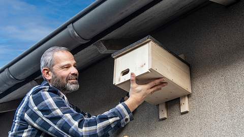 Nistkasten für Mauersegler bauen - Foto: sidm / MMM / CK