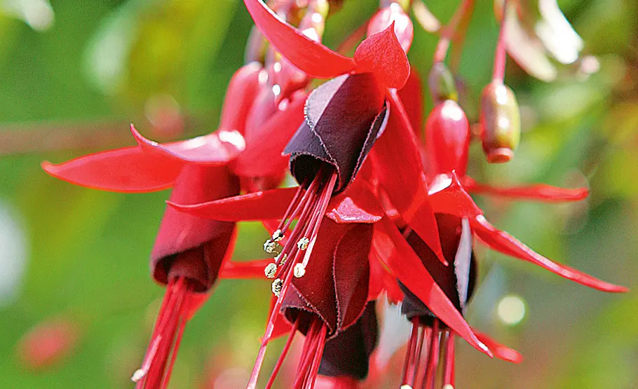 Farbenfrohe Fuchsien: Pflege und Vermehrung