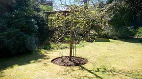 Obstbaum versetzen - Foto: sidm / HA Obstbaum versetzen - Foto: sidm / HA
