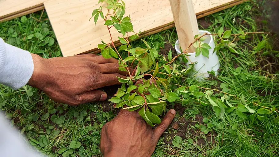 Zwei Hände pflanzen eine grüne Kletterpflanze in die Erde neben das Holzgestell des Zeltes im Garten.
