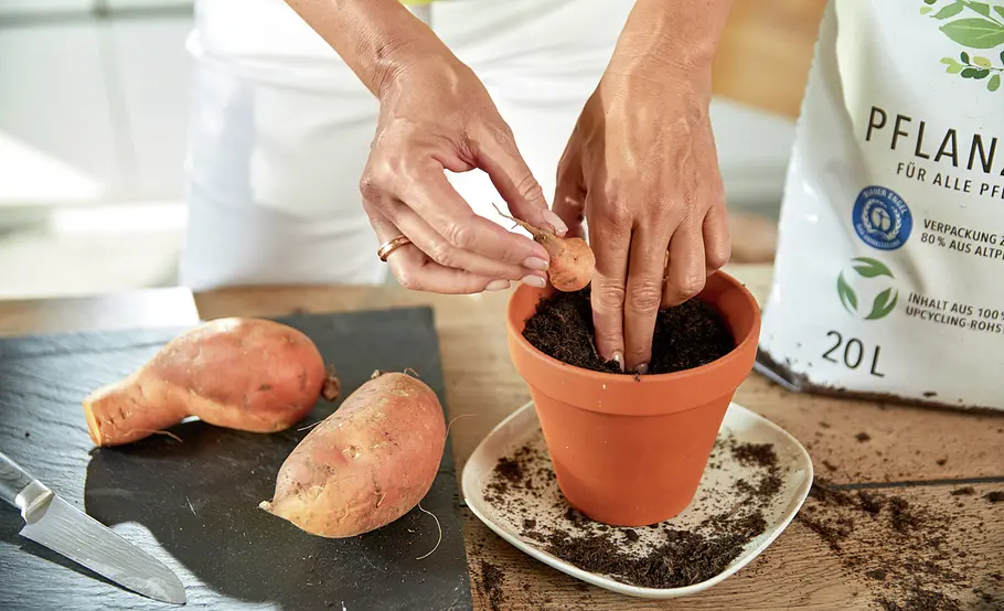 Regrow: Süßkartoffeln vermehren