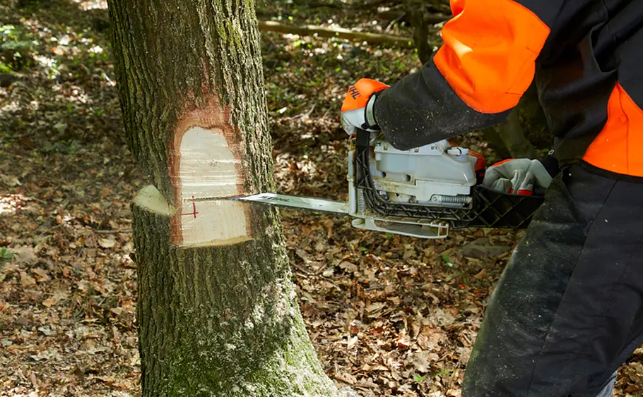 Baum fällen