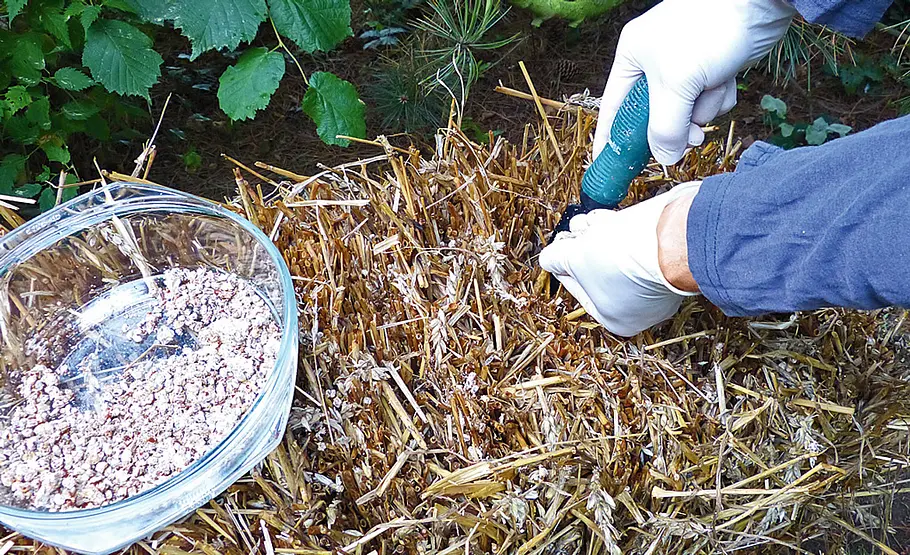 Pilzzucht im Strohbeet