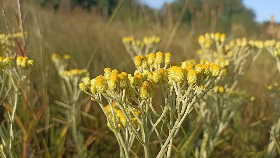 Sand-Strohblume