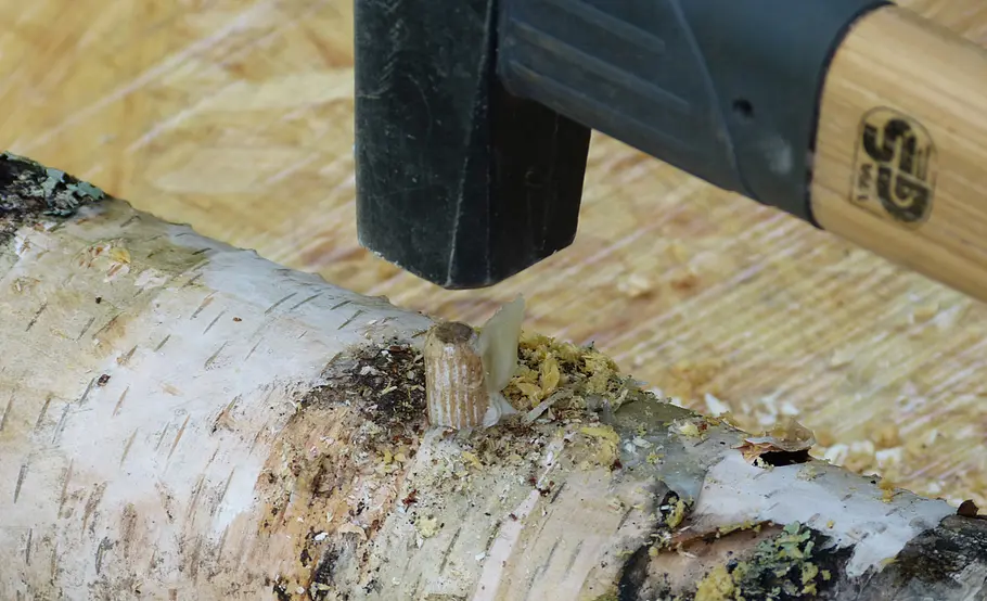 Pilzzucht auf Holz