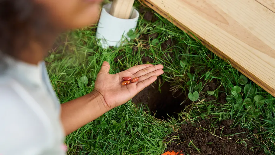Ein Kind hält drei Bohnenkerne in der Hand, vor einem Bodenloch neben der Holzbodenplatte des Zeltes im Gras.