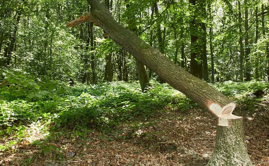 Baum fällen