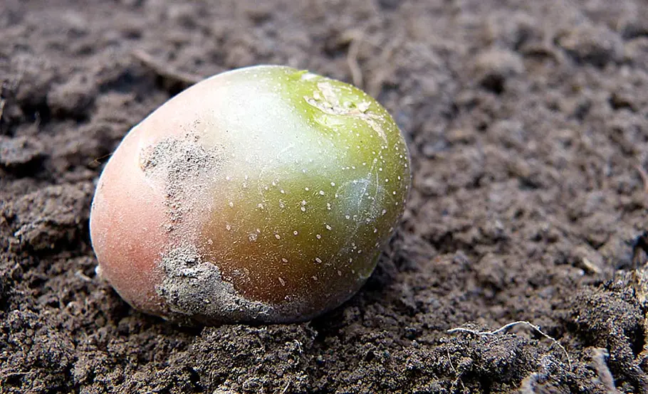 Kartoffeln ernten