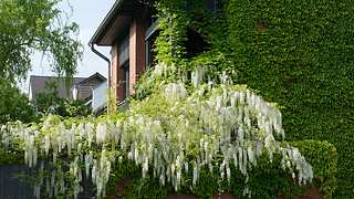 Altes Haus dämmen für kühle Wände - Foto: sidm / PS