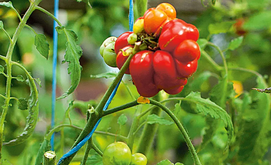 Reisetomate