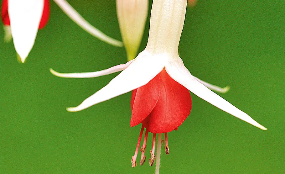 Farbenfrohe Fuchsien: Pflege und Vermehrung