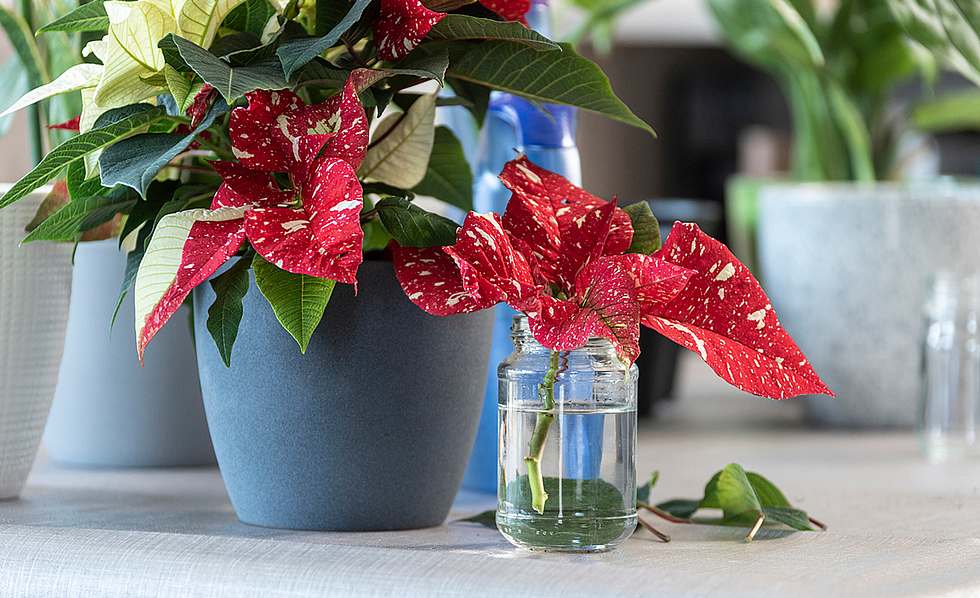So vermehren Sie Weihnachtssterne | Selbst