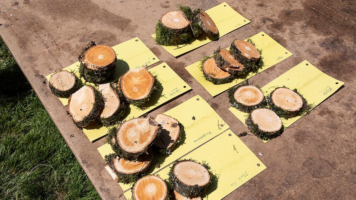 Mehrere Stapel von gesägten Holzscheiben liegen sortiert auf gelben Papierblättern auf einem Holztisch im Freien.