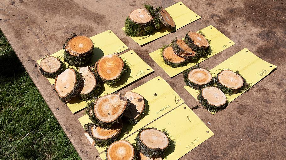 Mehrere Stapel von gesägten Holzscheiben liegen sortiert auf gelben Papierblättern auf einem Holztisch im Freien.