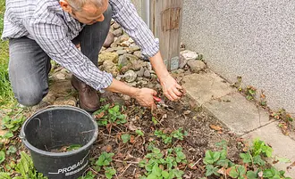 Erdbeeren dngen | Selbst